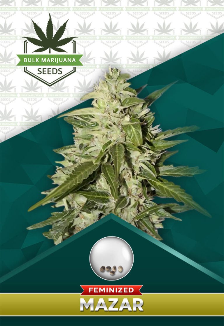 Mazar Strain Feminized