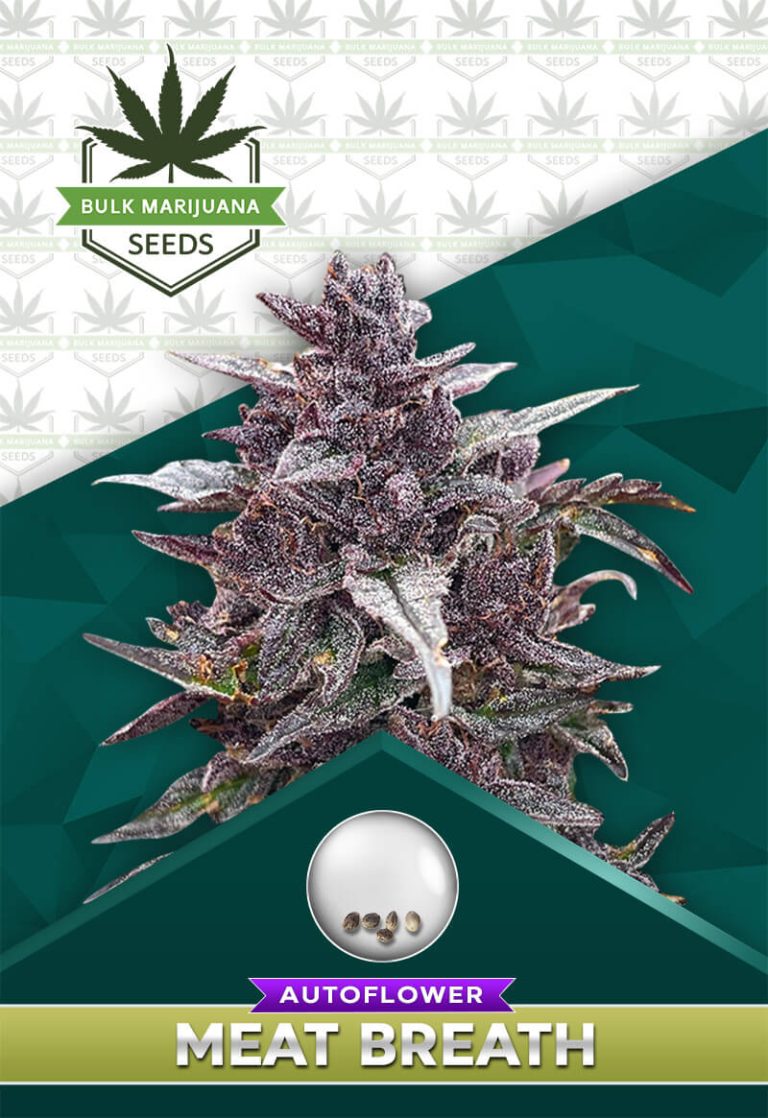 Meat Breath Strain Autoflowering
