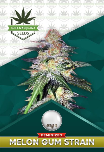 Melon Gum Strain Feminized