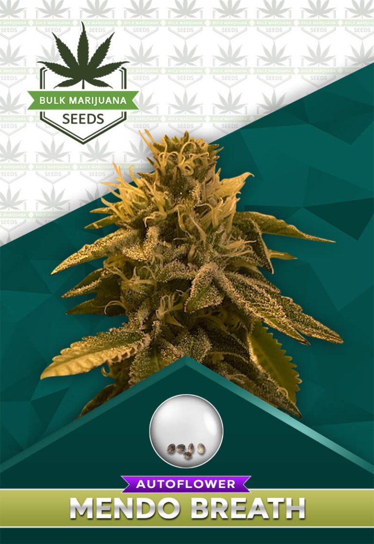 Mendo Breath Strain Autoflowering