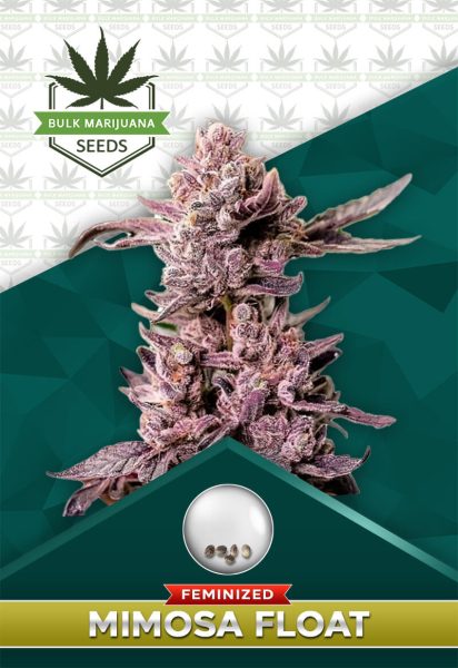 Mimosa Float Strain Feminized