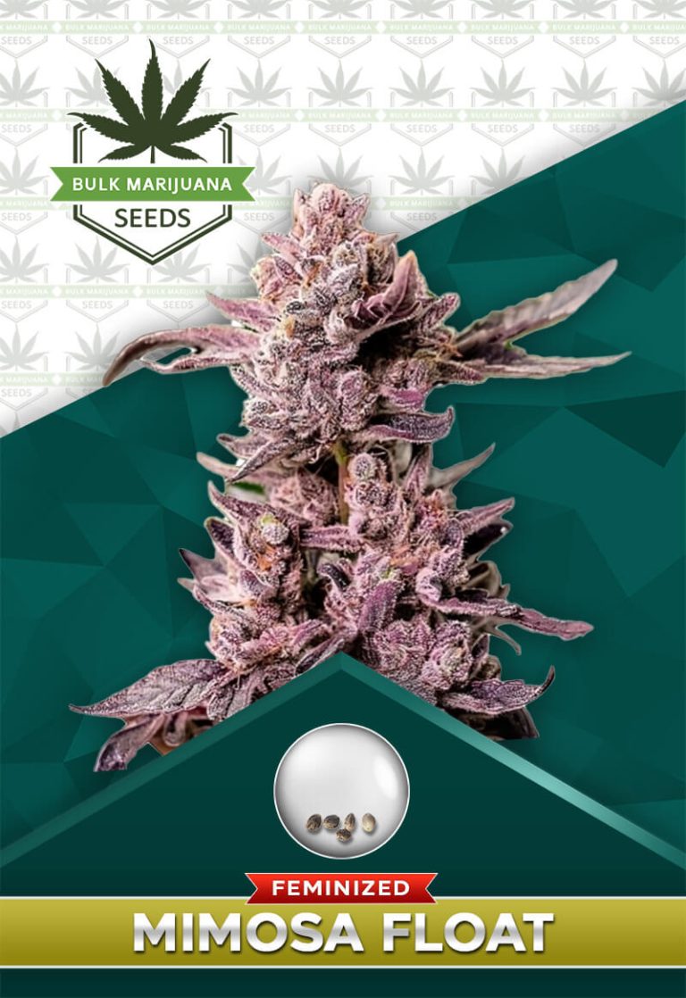 Mimosa Float Strain Feminized