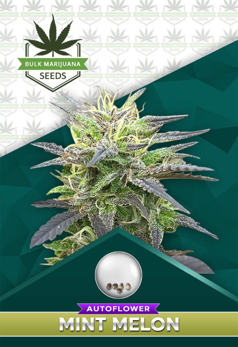 Mint Melon Strain Autoflowering