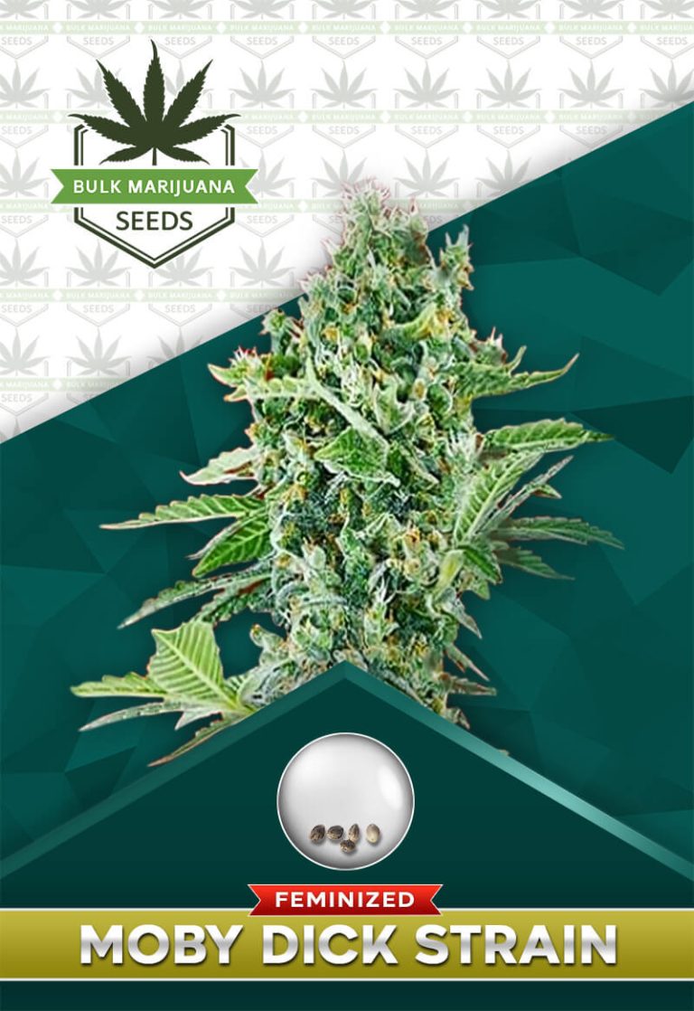 Moby Dick Strain Feminized