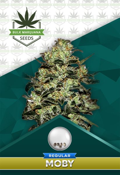 Moby Strain Regular Marijuana Seeds