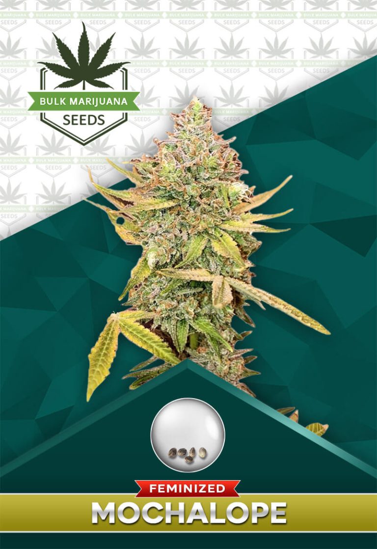 Mochalope Strain Feminized Marijuana Seeds
