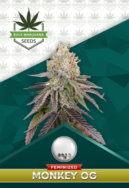 Monkey OG Strain Feminized Marijuana Seeds