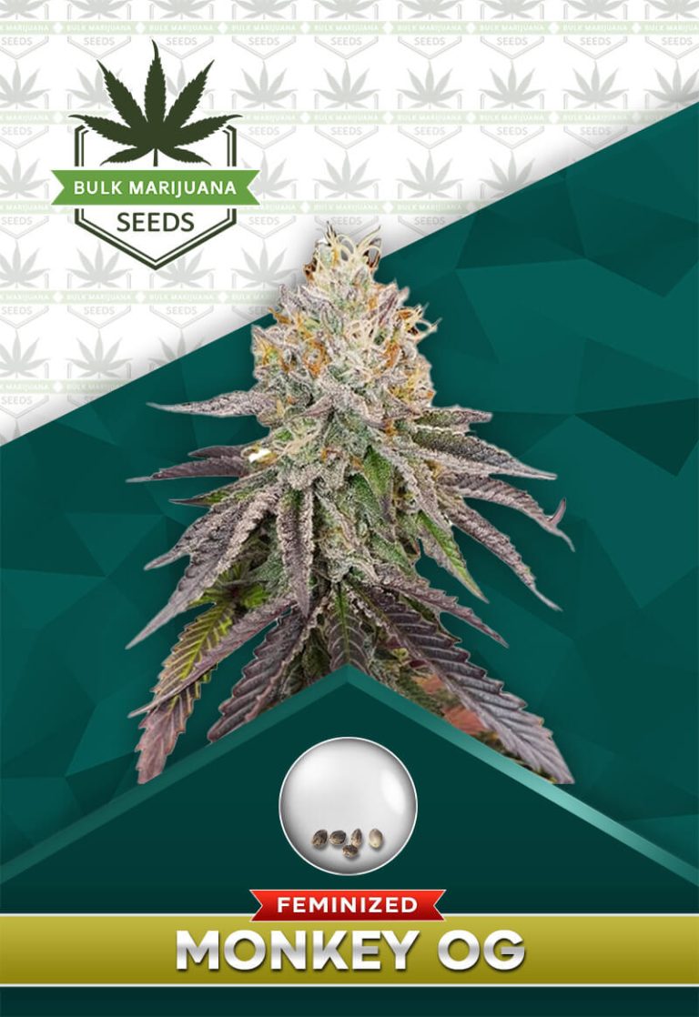 Monkey OG Strain Feminized Marijuana Seeds