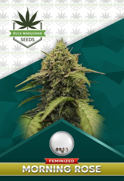 Morning Rose Strain Feminized Marijuana Seeds