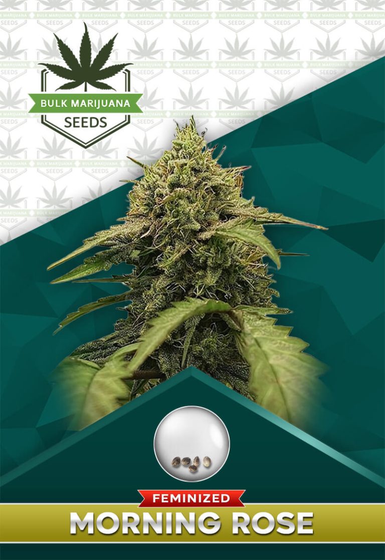 Morning Rose Strain Feminized Marijuana Seeds