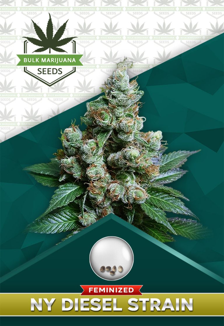 NY Diesel Strain Feminized Marijuana Seeds