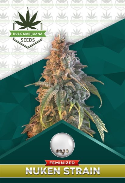 NY Diesel Strain Feminized Marijuana Seeds