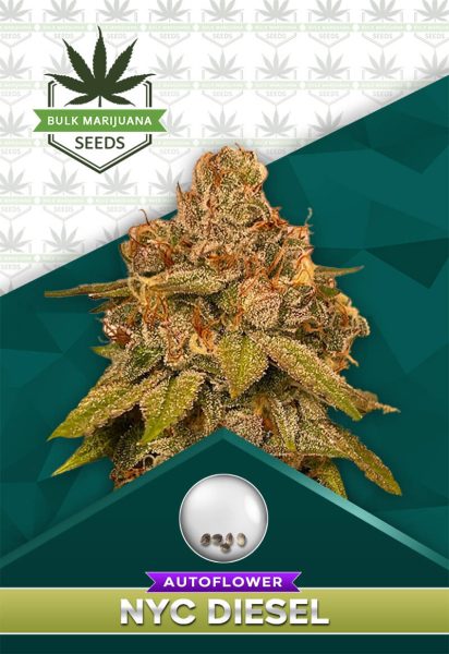 NYC Diesel Strain Autoflowering