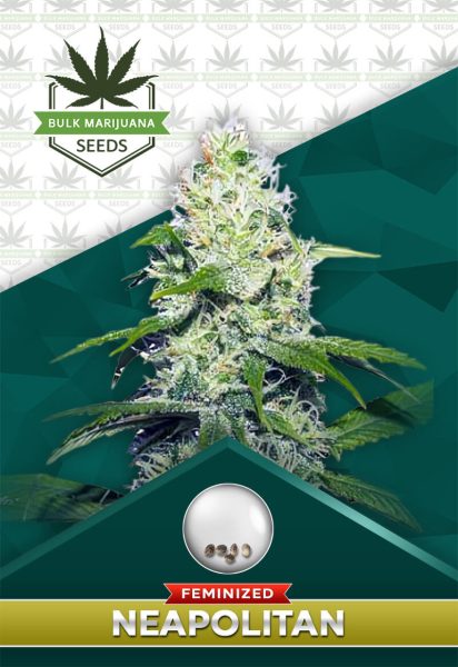 Neapolitan Strain Feminized Marijuana Seeds