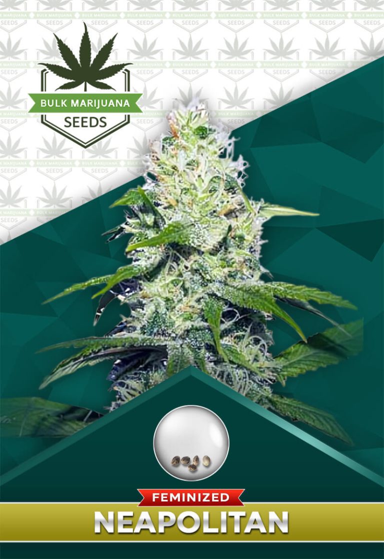 Neapolitan Strain Feminized Marijuana Seeds
