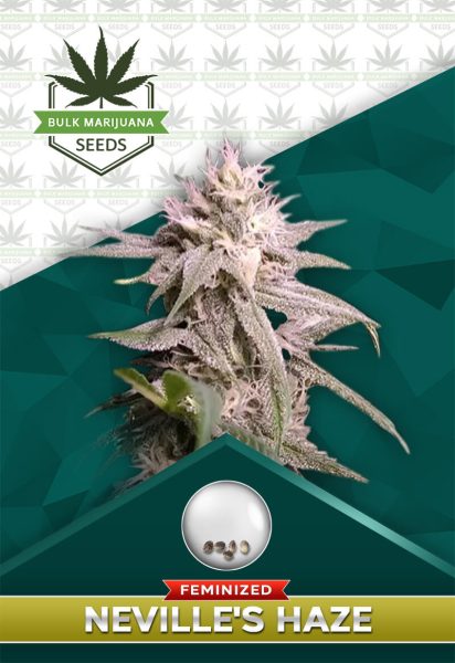 Neville’s Haze Feminized Marijuana Seeds