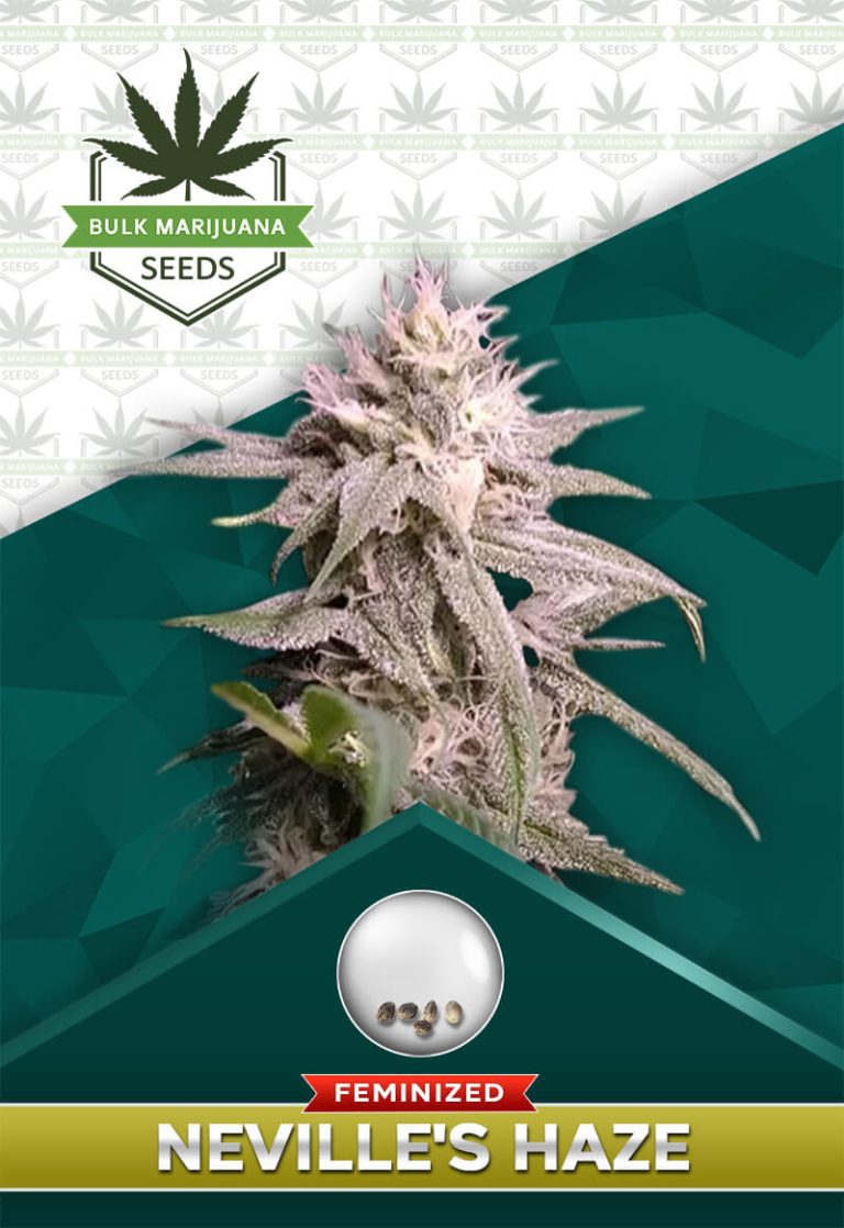 Neville’s Haze Feminized Marijuana Seeds