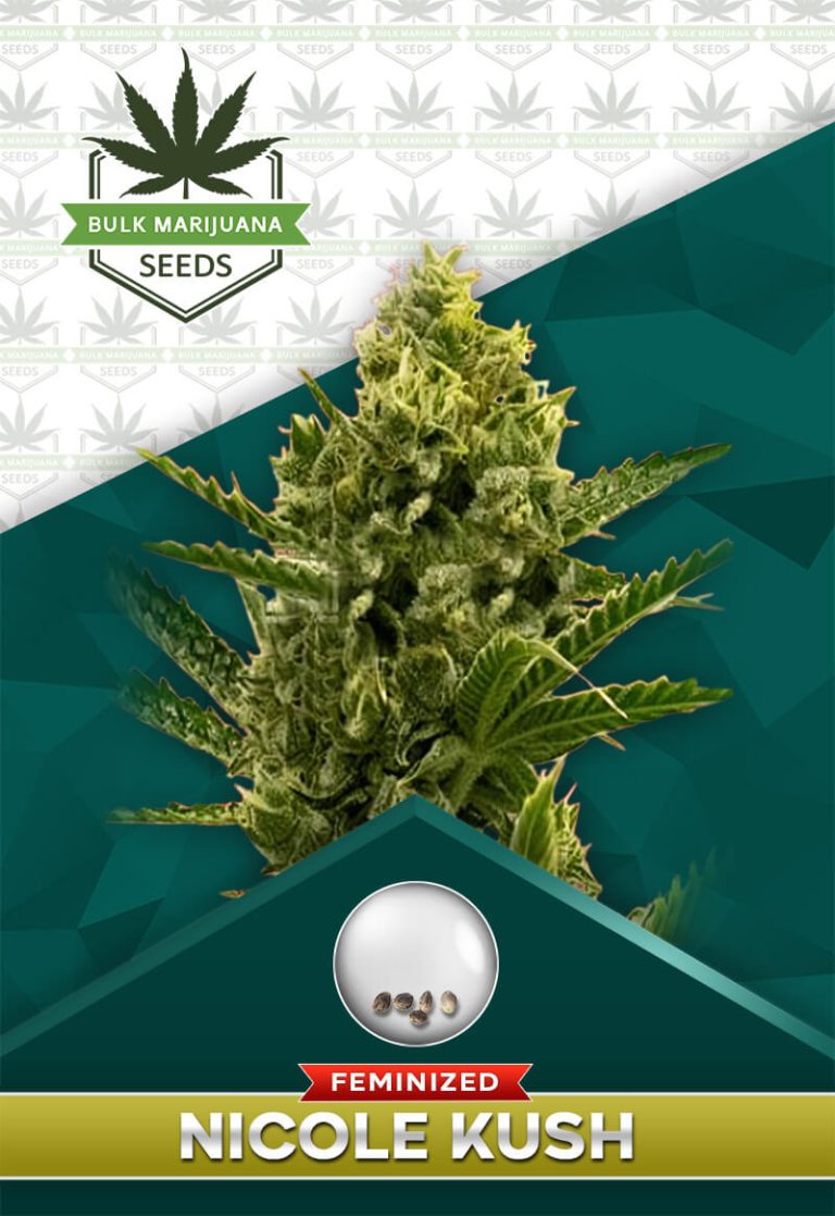 Nicole Kush Feminized Marijuana Seeds