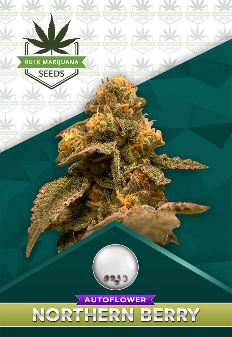 Northern Berry Strain Autoflowering
