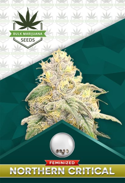 Northern Critical Strain Feminized Marijuana Seeds