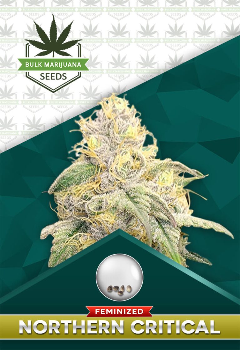 Northern Critical Strain Feminized Marijuana Seeds