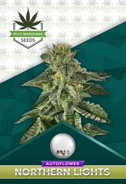 Northern Lights Strain Autoflower