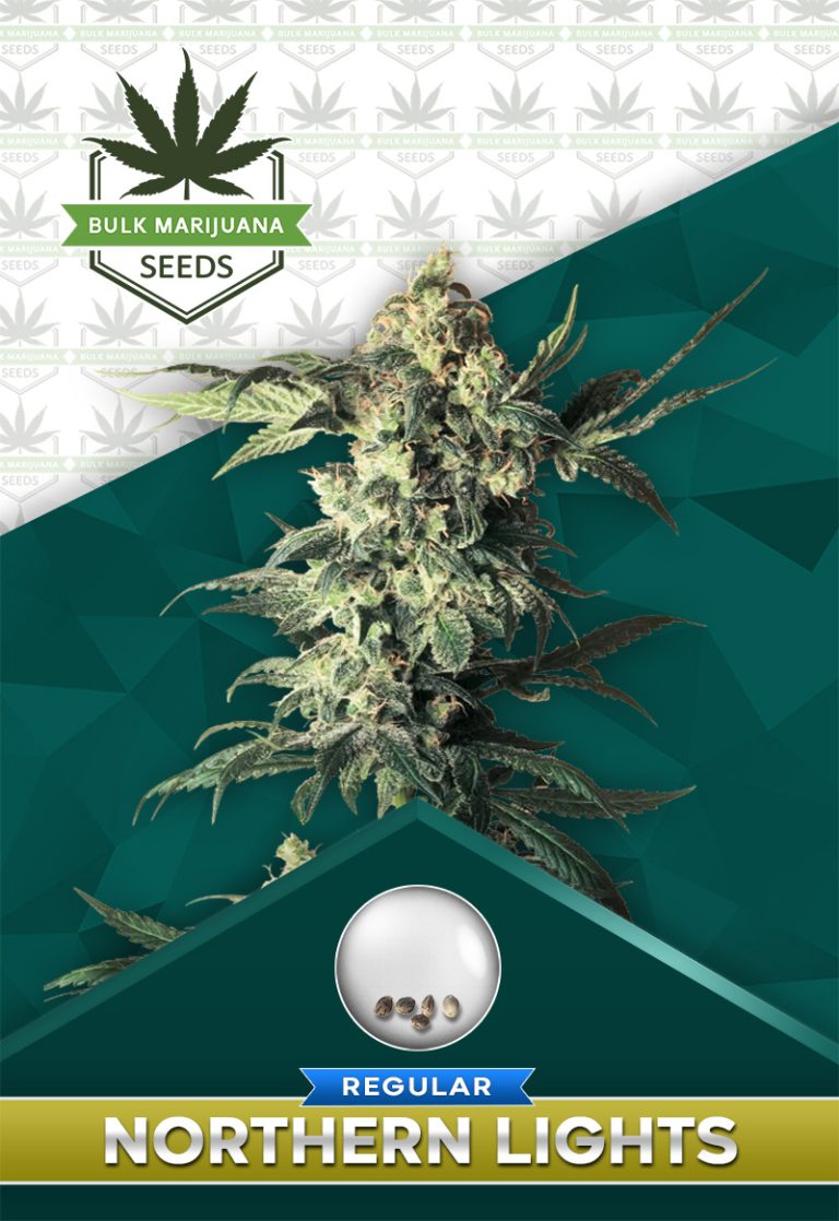 Northern Lights Strain Regular Marijuana Seeds