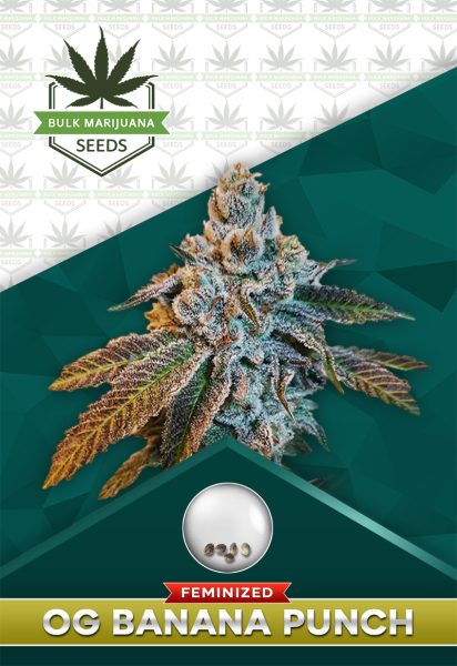 OG Banana Punch Strain Feminized Marijuana Seeds