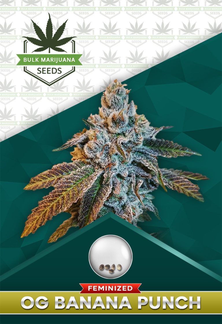 OG Banana Punch Strain Feminized Marijuana Seeds