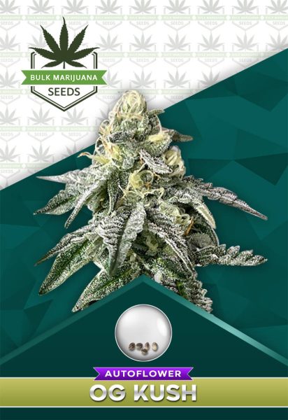 OG Kush Autoflower