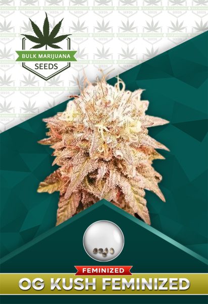 OG Kush Feminized Marijuana Seeds
