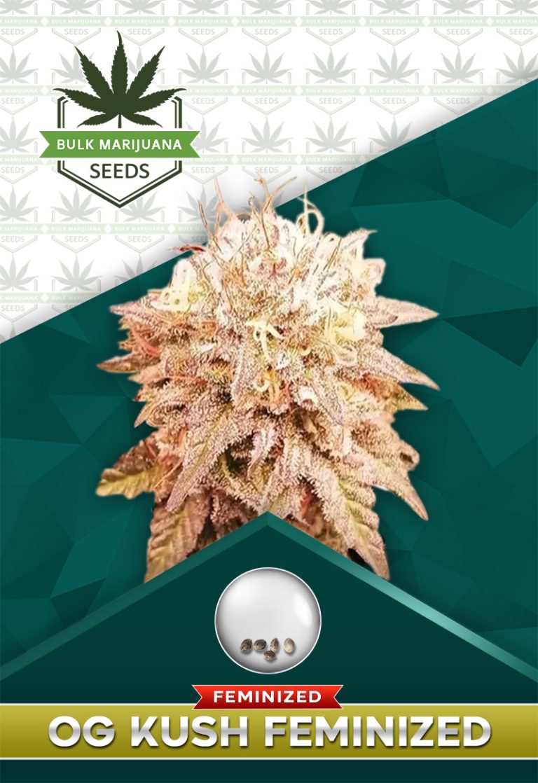 OG Kush Feminized Marijuana Seeds