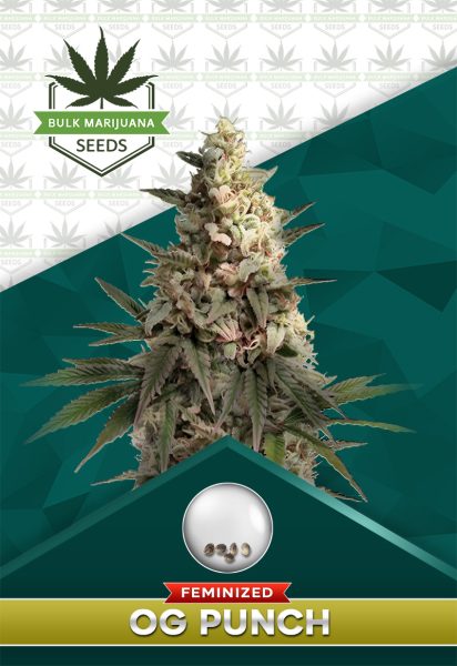 OG Punch Strain Feminized Marijuana Seeds