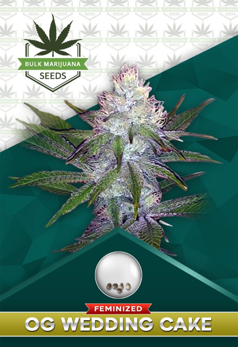 OG Wedding Cake Strain Feminized Marijuana Seeds