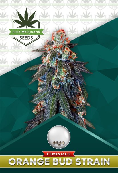 Orange Bud Strain Feminized Marijuana Seeds