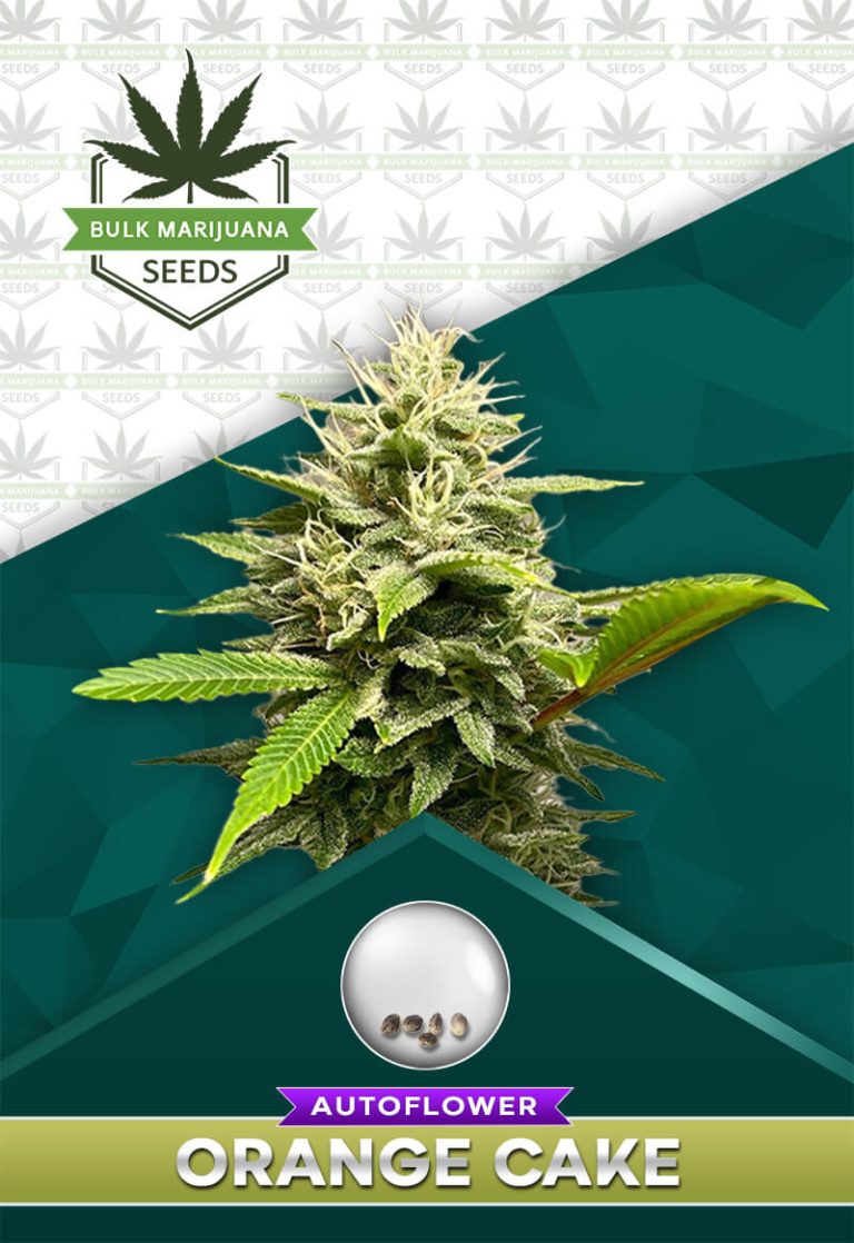 Orange Cake Strain Autoflowering