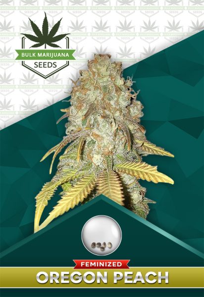 Oregon Peach Strain Feminized Marijuana Seeds
