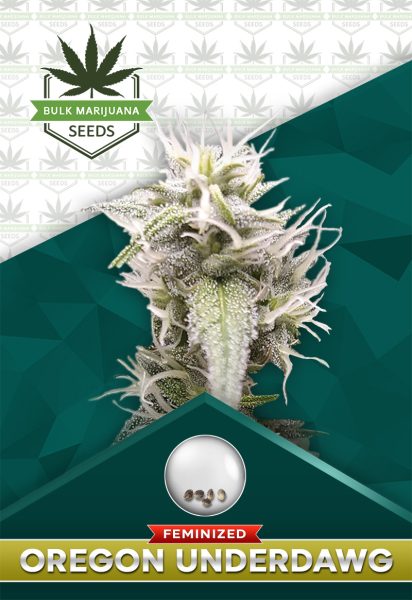 Oregon Underdawg Strain Feminized Marijuana Seeds