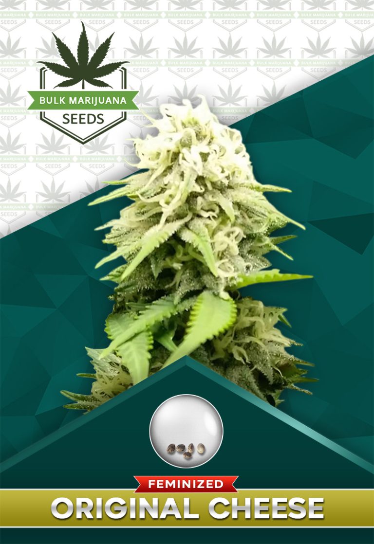 Original Cheese Strain Feminized Marijuana Seeds