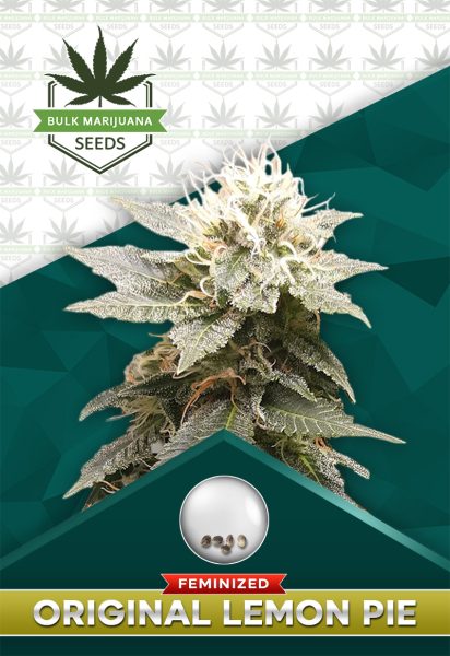 Original Lemon Pie Strain Feminized Marijuana Seeds