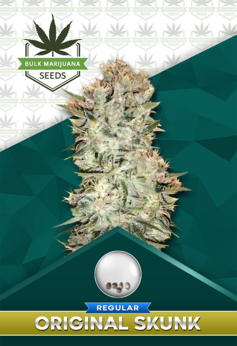 Original Skunk Strain Regular Marijuana Seeds