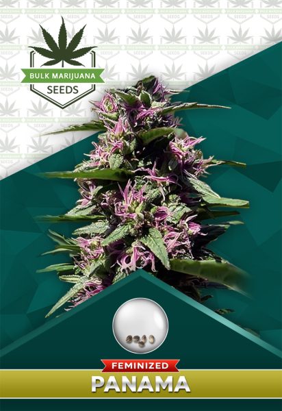 Panama Strain Feminized Marijuana Seeds