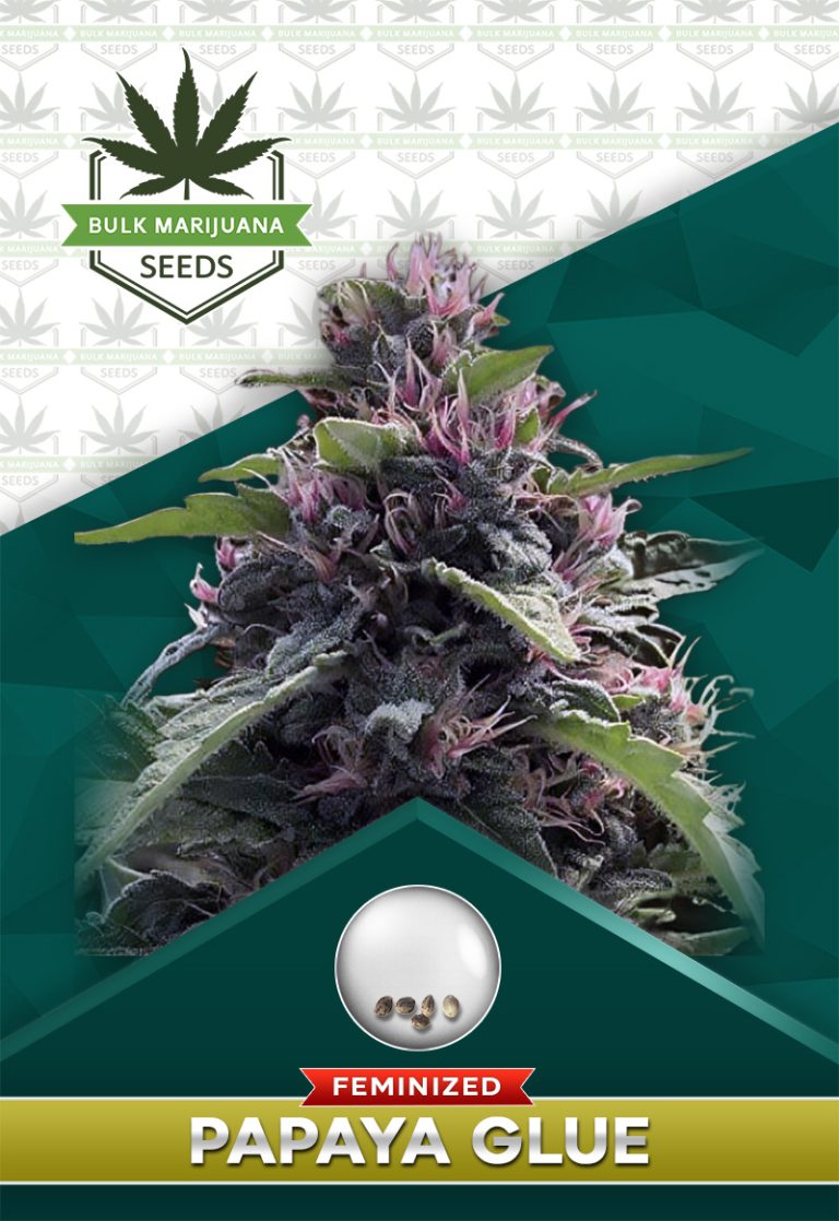 Papaya Glue Strain Feminized Marijuana Seeds