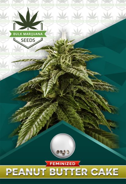 Peanut Butter Cake Feminized Marijuana Seeds