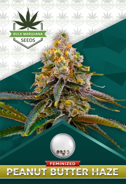 Peanut Butter Haze Feminized Marijuana Seeds