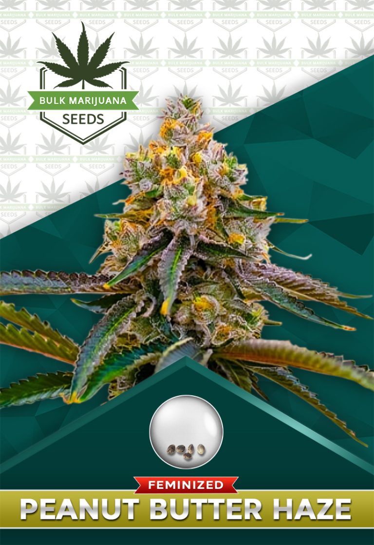 Peanut Butter Haze Feminized Marijuana Seeds