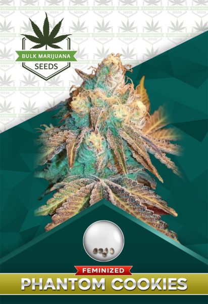Phantom Cookies Strain Feminized Marijuana Seeds