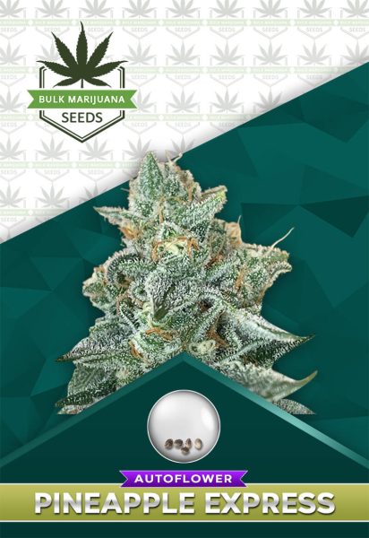 Pineapple Express Strain Autoflowering