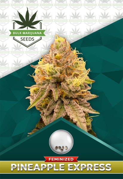 Pineapple Express Strain Feminized Marijuana Seeds