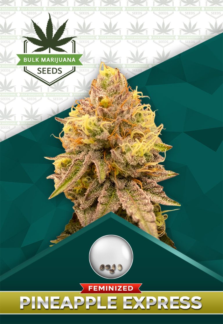 Pineapple Express Strain Feminized Marijuana Seeds